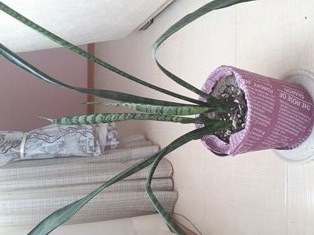 تصویر پرسش و پاسخ گیاه